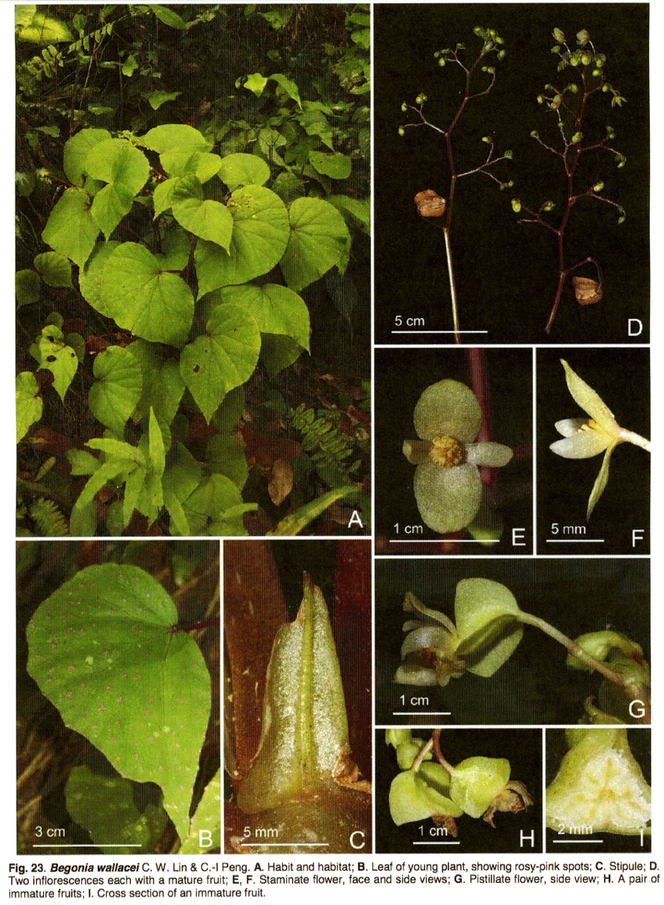 B. wallacei